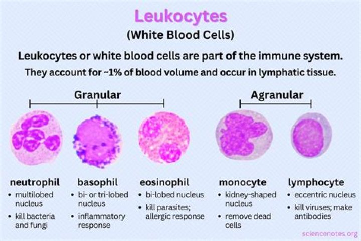 What are the five types of white blood cells