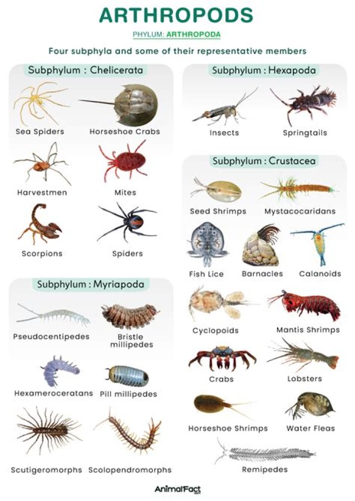 What are the four classifications of arthropods associated with the ecosystem of a dead animal