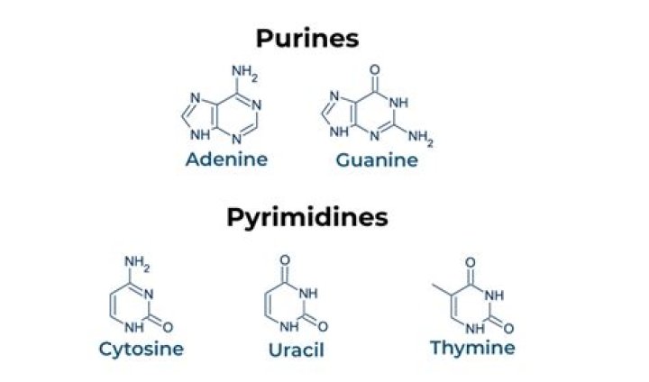 What are the four nitrogenous bases in DNA which are purines and which are pyrimidines