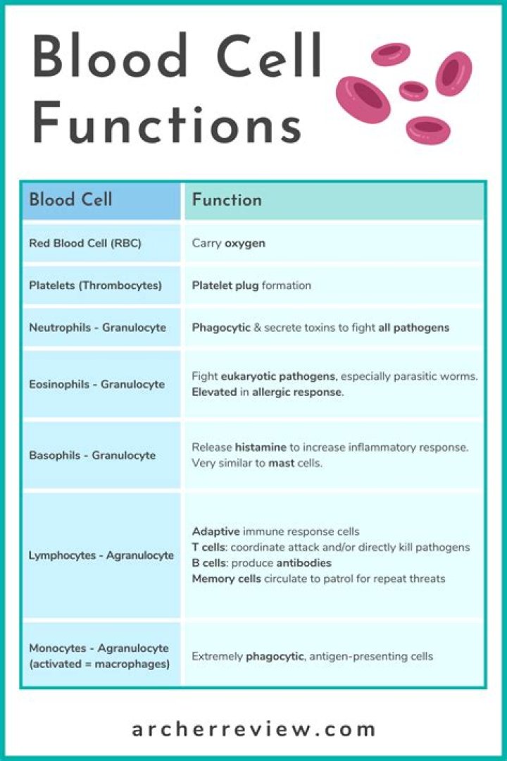 What are the functions of the blood
