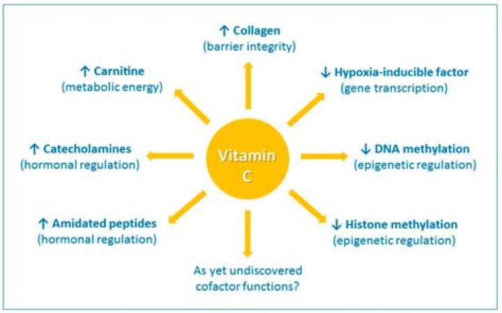 What are the functions of vitamin C in the body