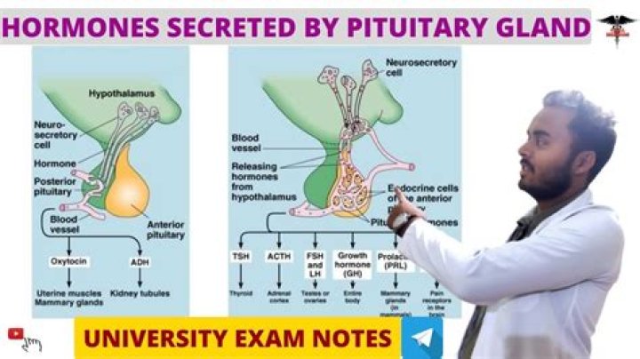 What are the hormones secreted by pituitary gland
