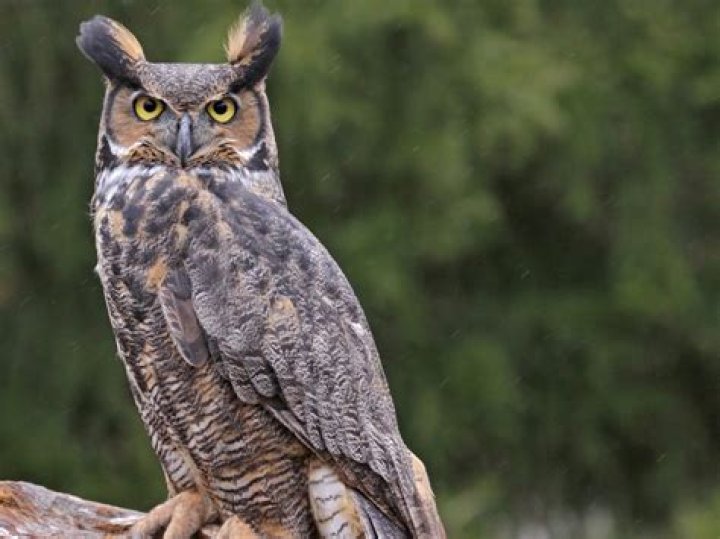 What are the horns on a great horned owl
