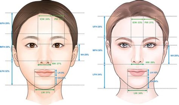 What are the ideal face proportions