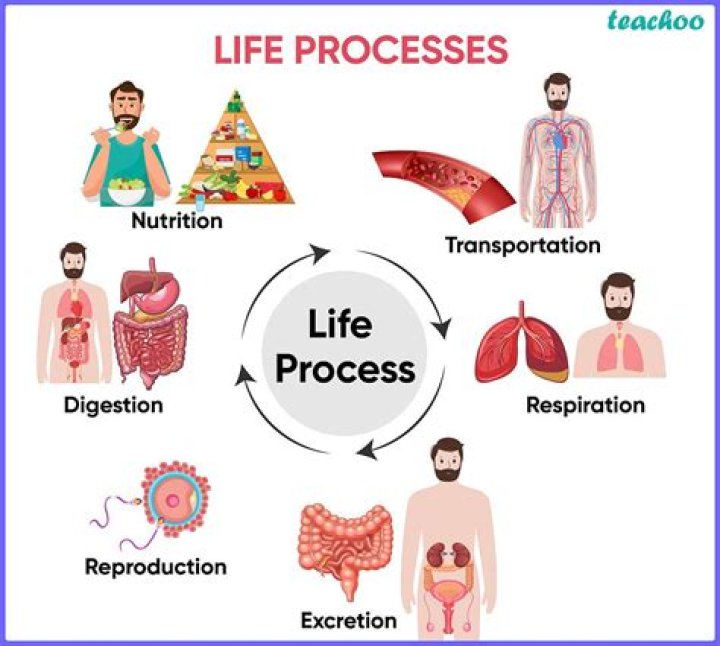 What are the important life processes