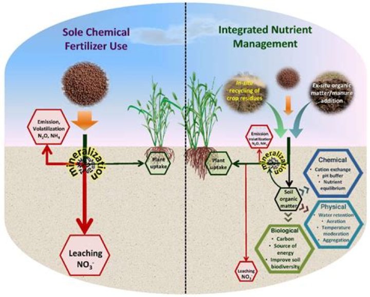What are the ingredients in fertilizer that affect plant growth