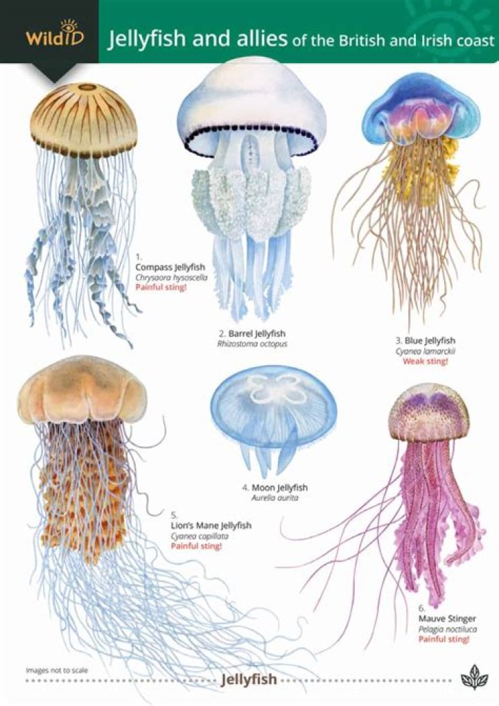 What are the key features of jellyfish and sea anemones