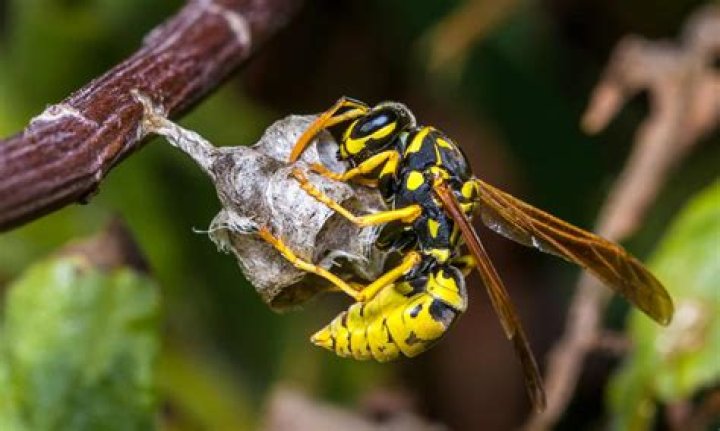What are the large wasps