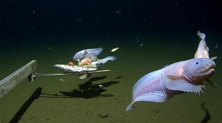 What are the lines on the bottom of the ocean
