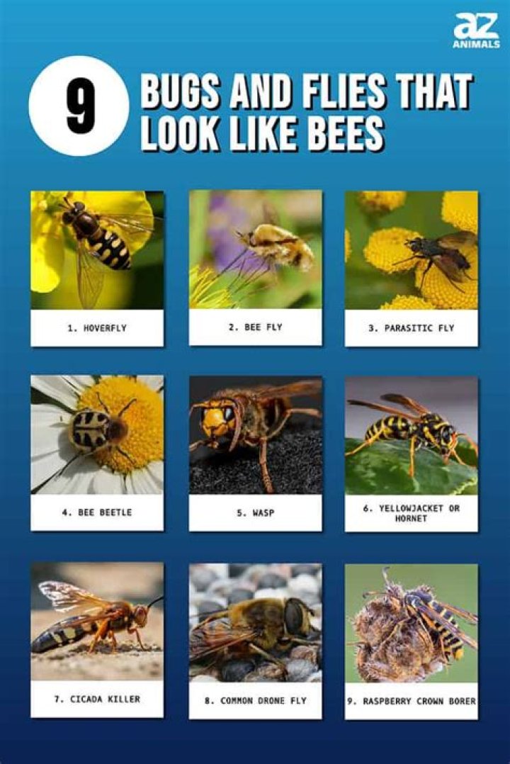 What are the little flies that look like bees