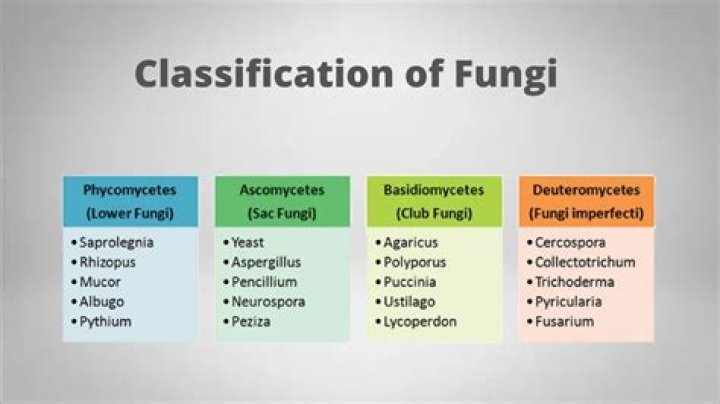 What are the major classes of fungi