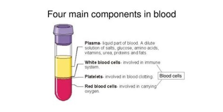 What are the major components of blood