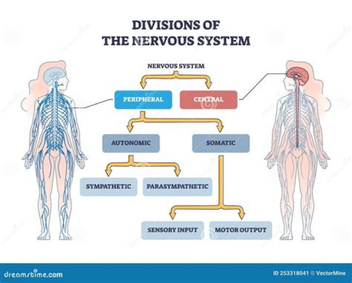 What are the major divisions of the nervous system PDF