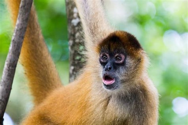 What are the monkey like animals in Mexico