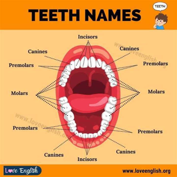 What are the names of human teeth