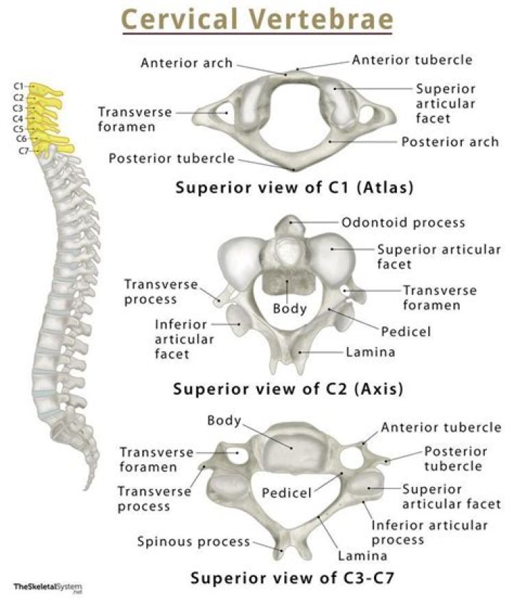 What are the names of the cervical vertebrae
