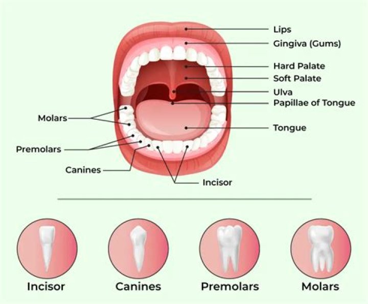 What are the names of the teeth in your mouth