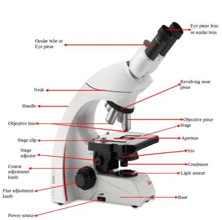 What are the parts of a light microscope and their functions