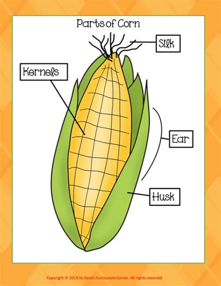 What are the parts of an ear of corn