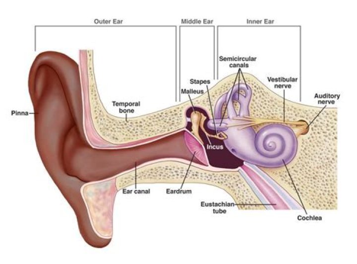 What are the parts of an ear