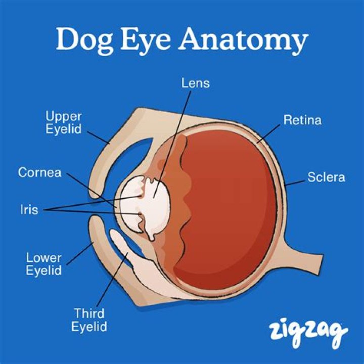 What are the parts of the eye and what do they do