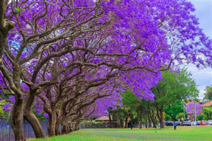 What are the purple flowering trees in Virginia