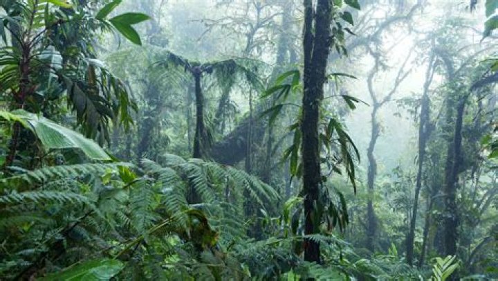 What are the rainforests