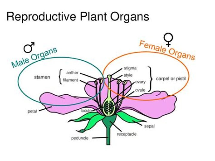 What are the reproductive organ of a plant