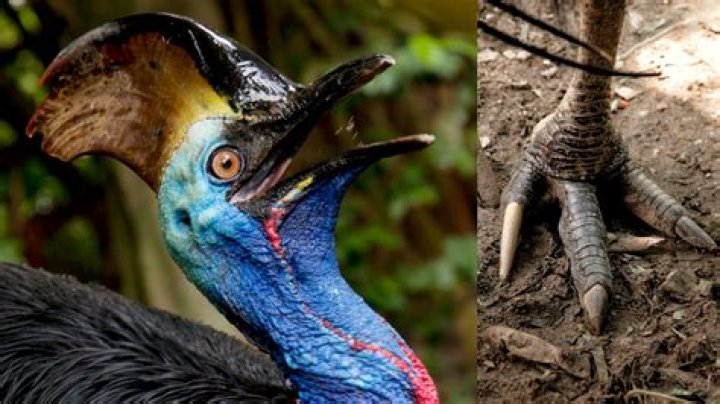 What are the rhea and cassowary both types of