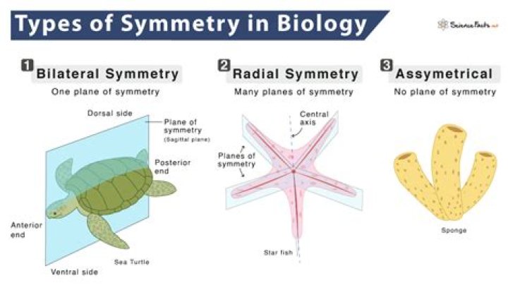 What are the simplest animals to have body symmetry