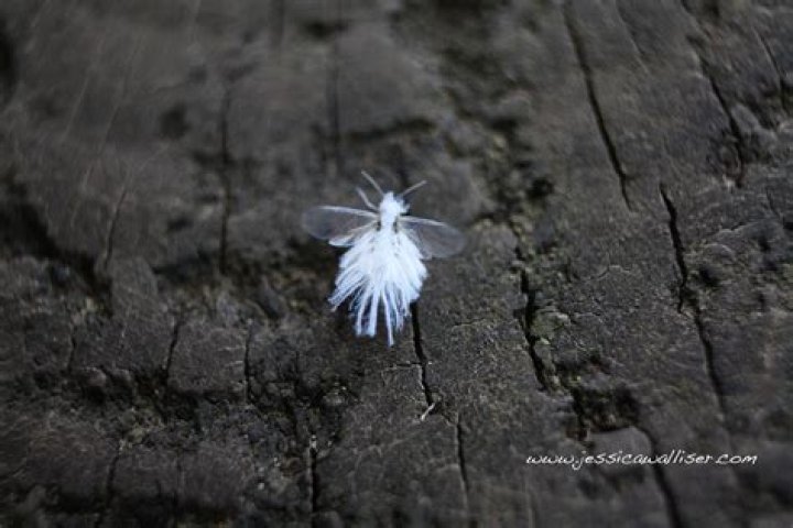 What are the small white bugs flying around