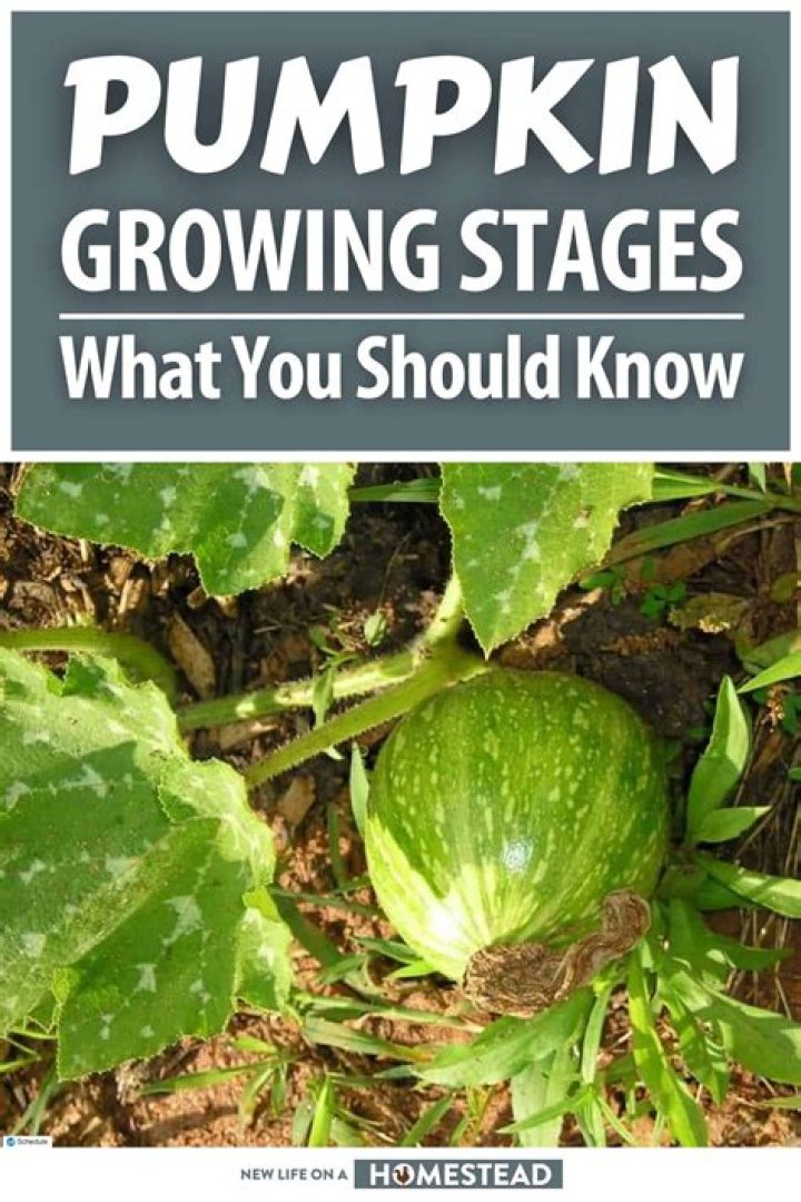What are the stages of growing a pumpkin