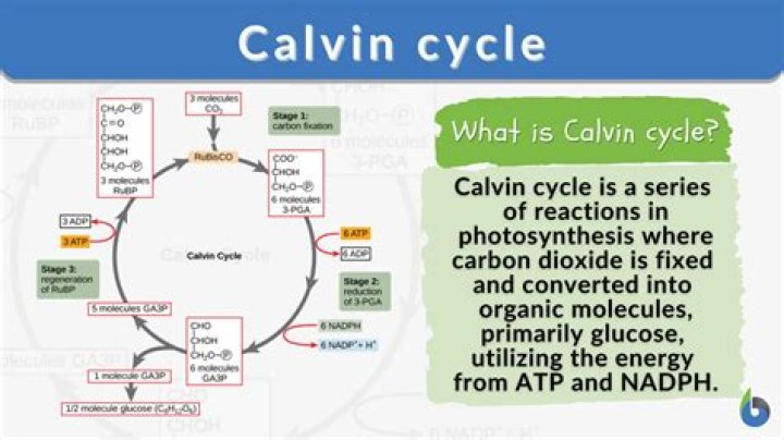 What are the stages of the Calvin cycle quizlet