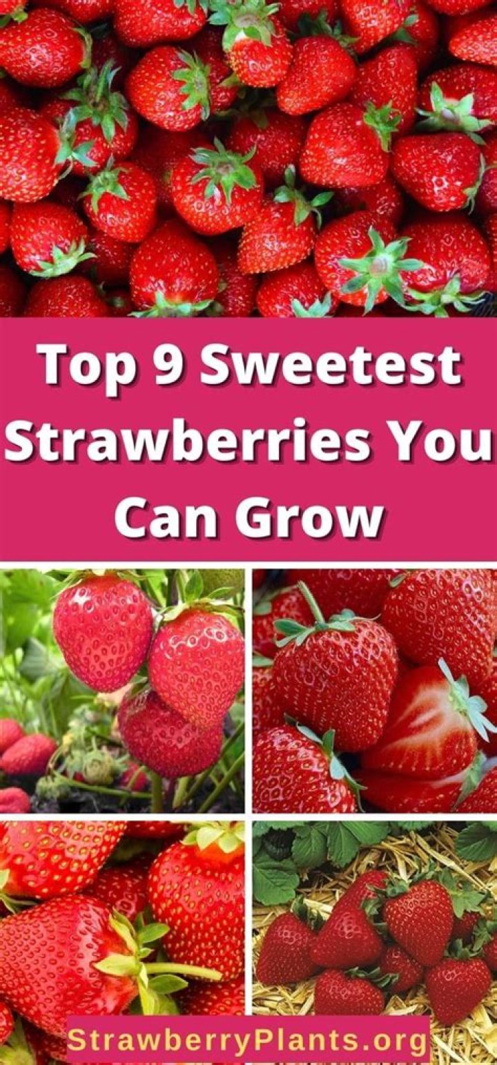 What are the sweetest strawberries