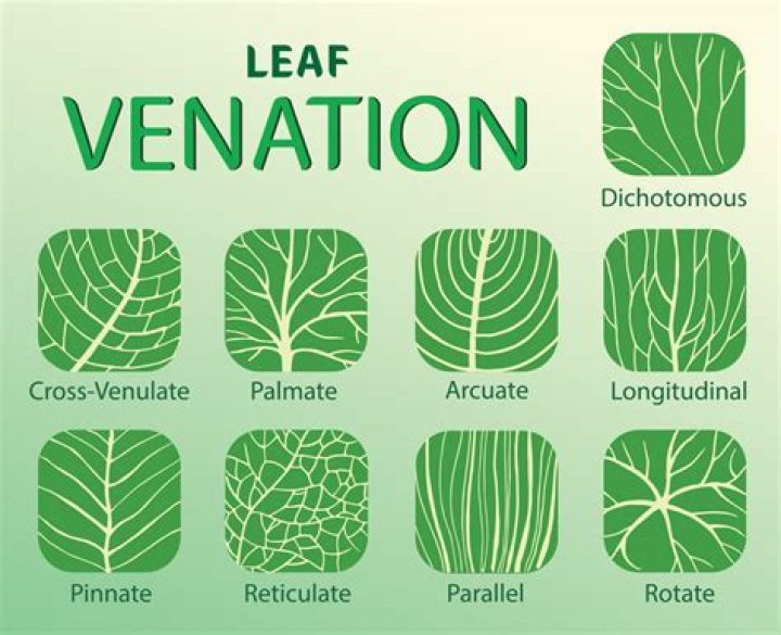 What are the three leaf vein patterns