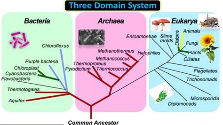 What are the three major charting systems for teeth