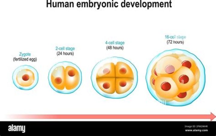 What are the three stages of embryonic development