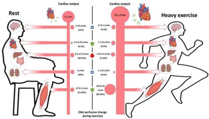 What are the two factors that cause cardiac output to increase during exercise