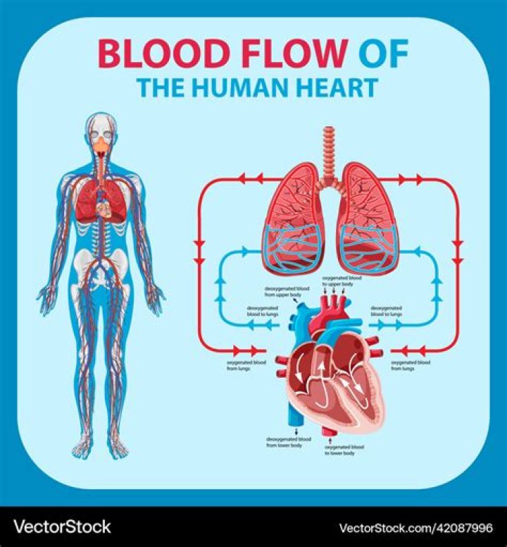 What are the two main factors that affect blood flow