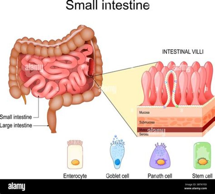 What are the two roles performed by the small intestine in humans