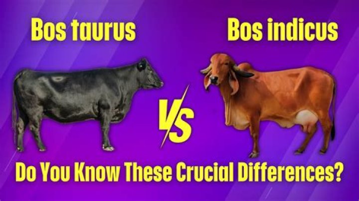 What are the two subcategories of Bos taurus
