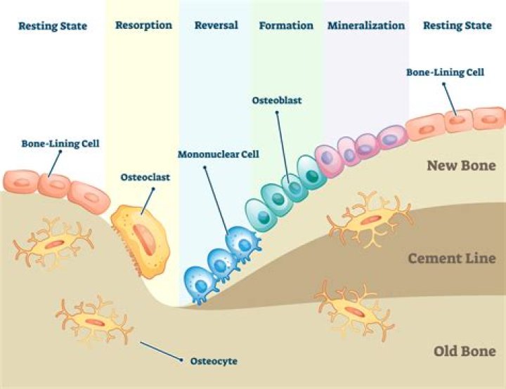 What are the two types of bone development