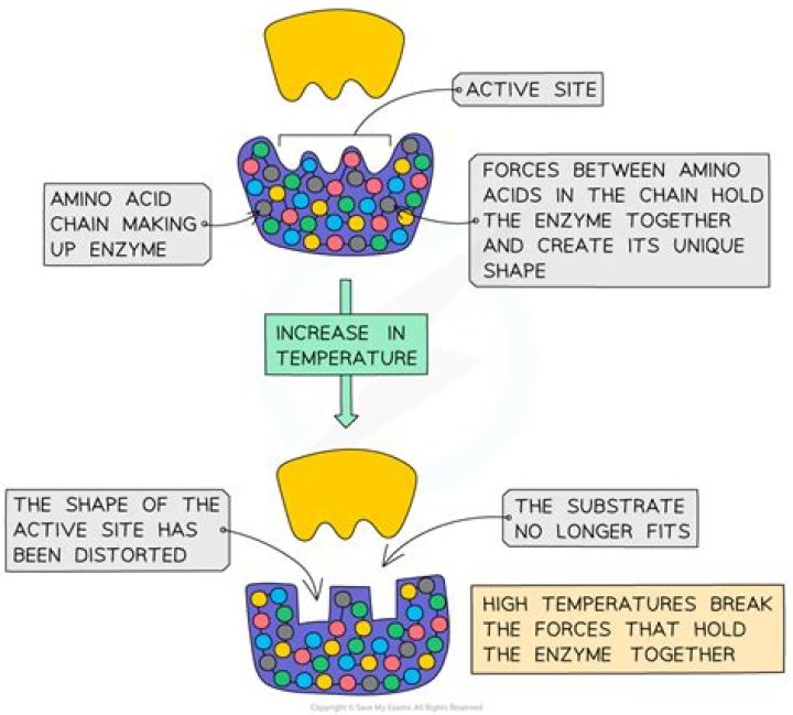 What are the units of enzyme activity