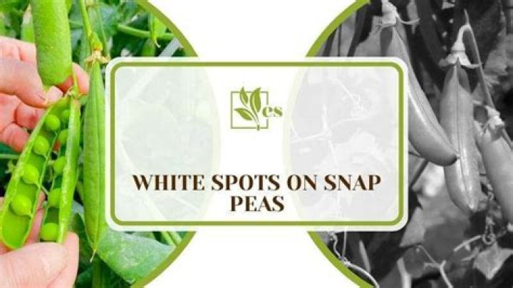 What are the white spots on sugar snap peas