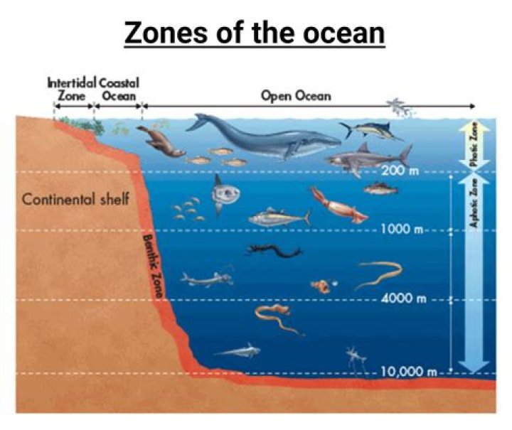 What are the zones of the open ocean