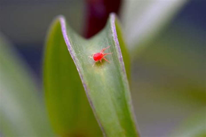 What are those red little bugs