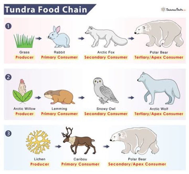 What are three food chains