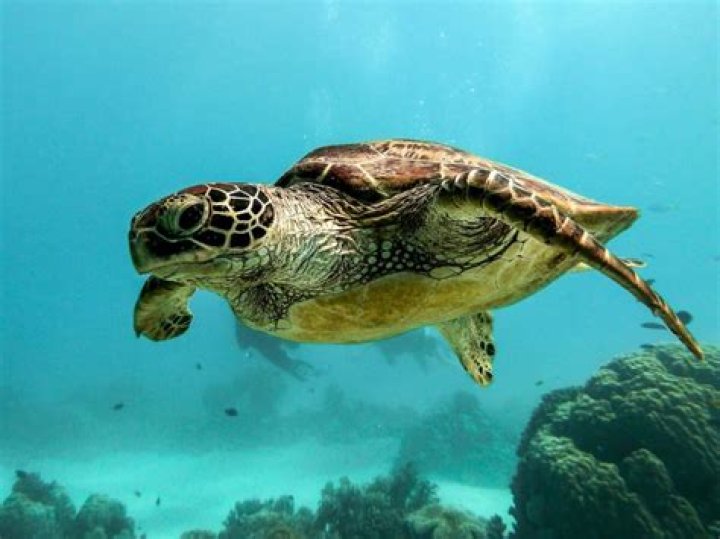 What are three methods animals use to navigate