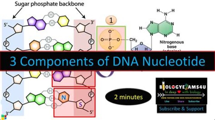 What are three parts of a DNA nucleotide and how are they connected