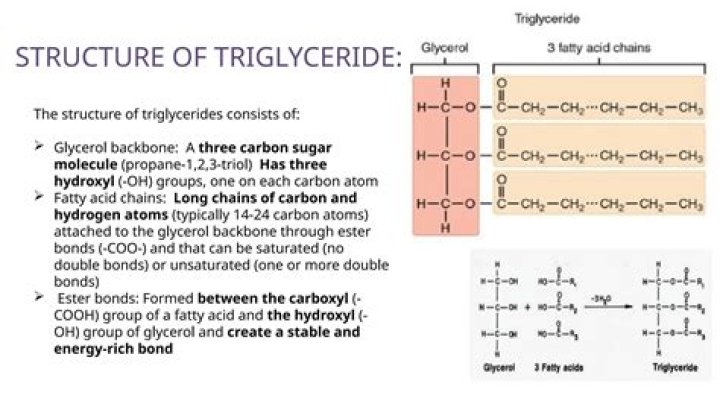 What are triglycerides classified by